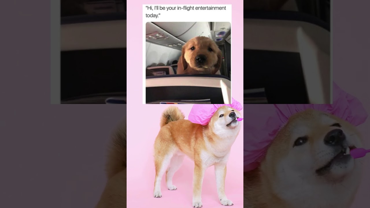 Cute InFlight Entertainment 🐶🛫