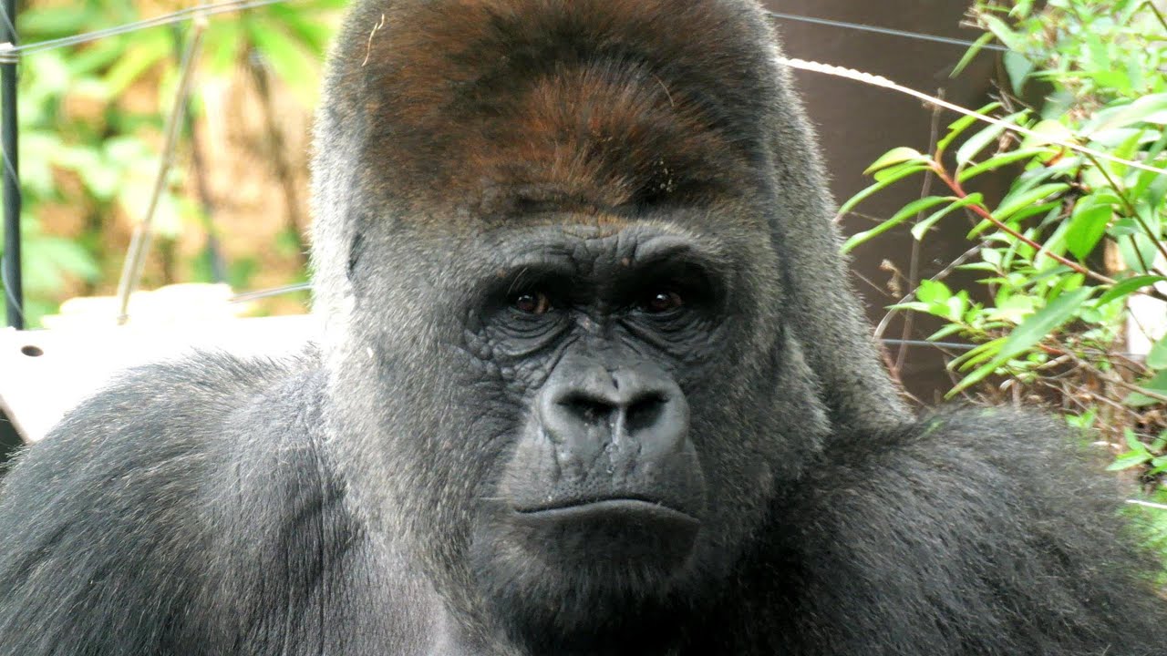 ハオコの異臭胸騒ぎ　上野動物園　ゴリラ　202511