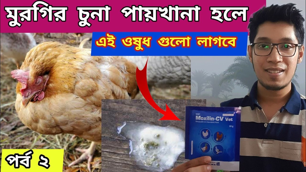 মুরগির চুনা পায়খানা সুস্থ করতে এই মেডিসিন গুলো লাগবে 🙂  #murgi #egglandia