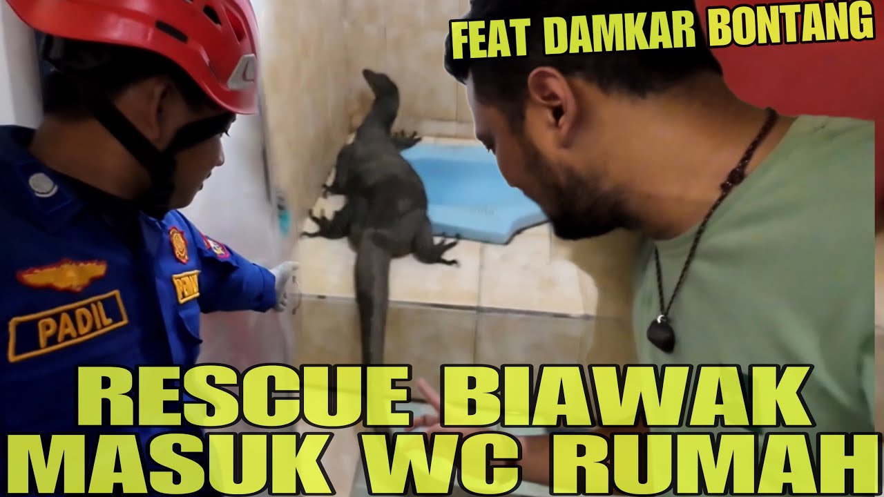 RESCUE BIAWAK BESAR YANG MASUK RUMAH WARGA