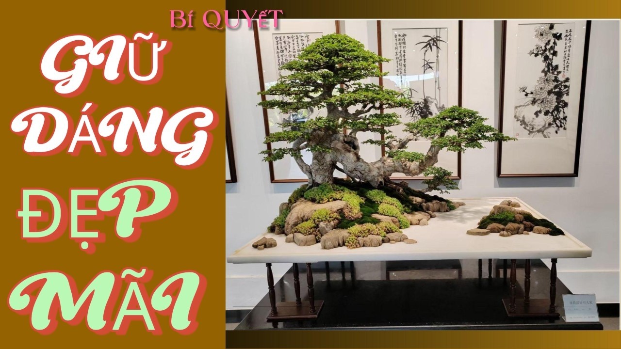 Chỉ Với Vài Bí Quyết Này, Bonsai Của Bạn Sẽ Giữ Dáng Đẹp Suốt Nhiều Năm#Bonsai #NghệThuậtBonsai