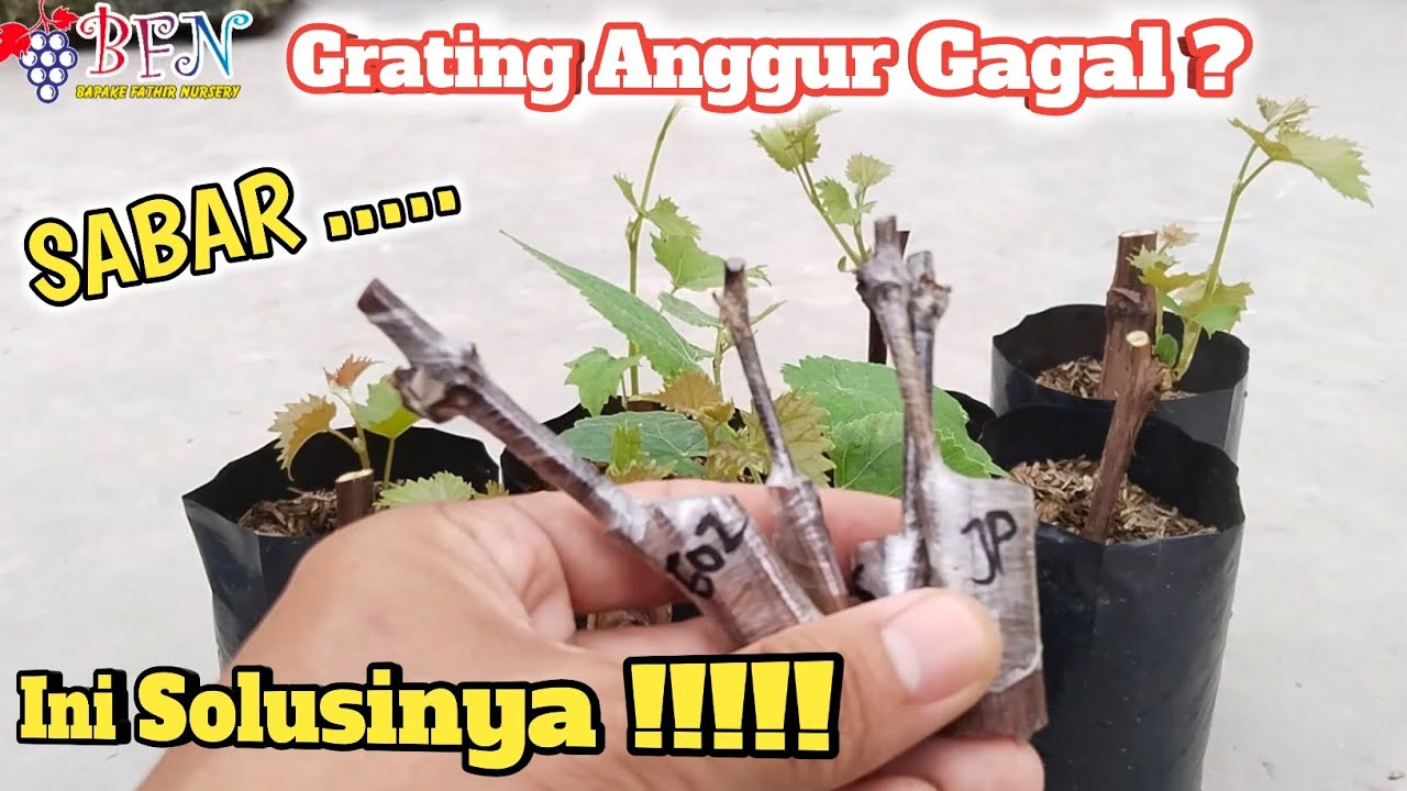 Grafting Anggur Gagal ? Coba Lagi & Plant B Dijalankan !!!