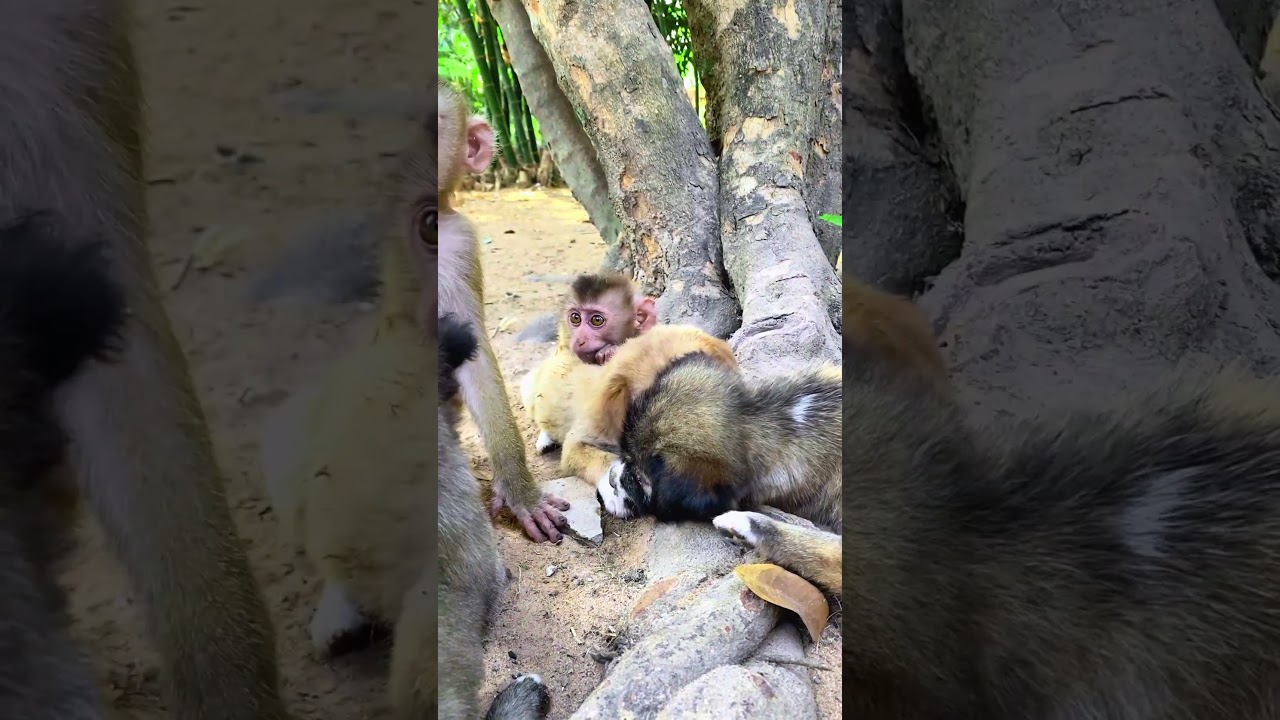 Baby monkey love to sleep with Dog  #AnimalsOfYouTube #FunnyAnimals #PrimateLife #bae3