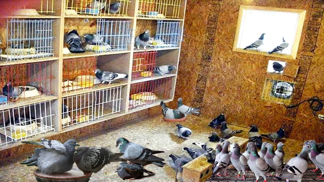 مكان تربية الحمام #سلسلة_مبتدئ_حمام الحلقه 2