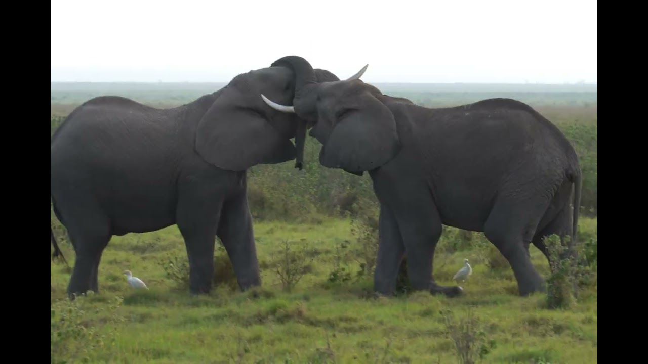 KENIA 2025 - 4 Tage Safari - Wasini - Diani Beach
