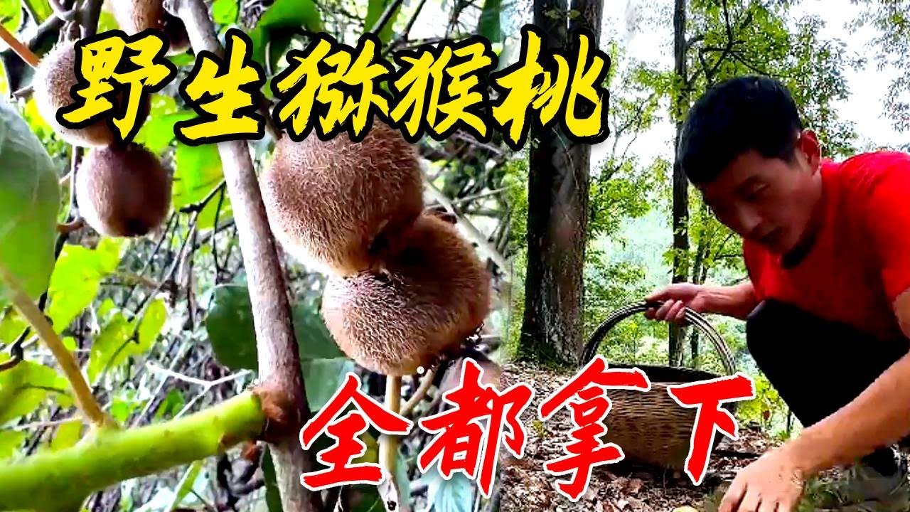 這麼多野生菌，真是太奇怪了，順便摘點野生獼猴桃吃#田園生活 #mushroom #food