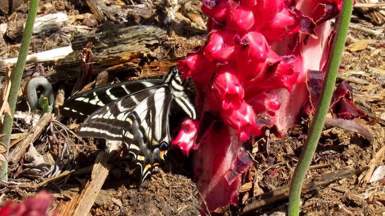 Butterfly on a Snow Plant, Sarcodes Sanguinea
