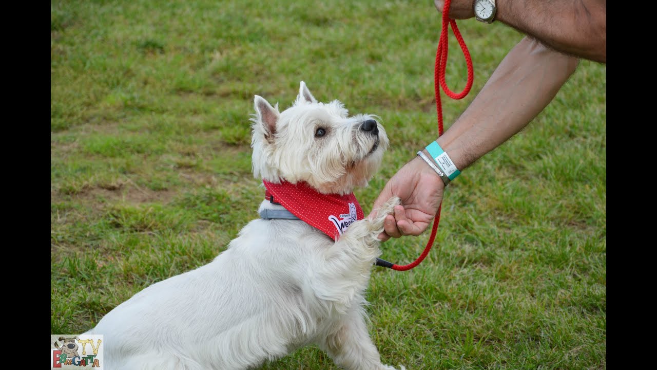 Magyar Westie Fajtamentő Egyes&uuml;let - Westie Rescue Hungary