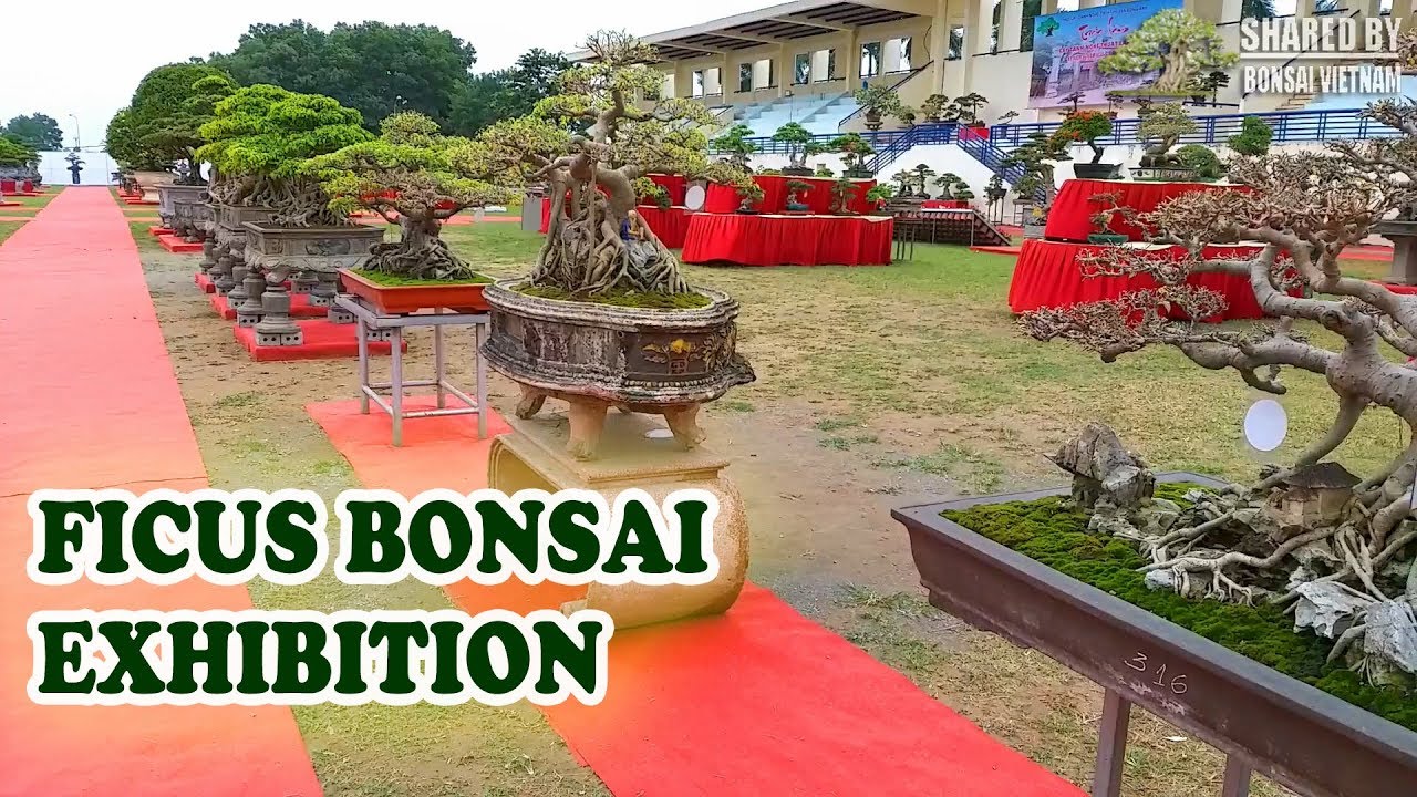 Ficus bonsai exhibition 2018 in Vietnam