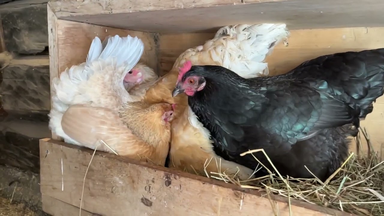 Rush hour in the nest @slowTVFinland 