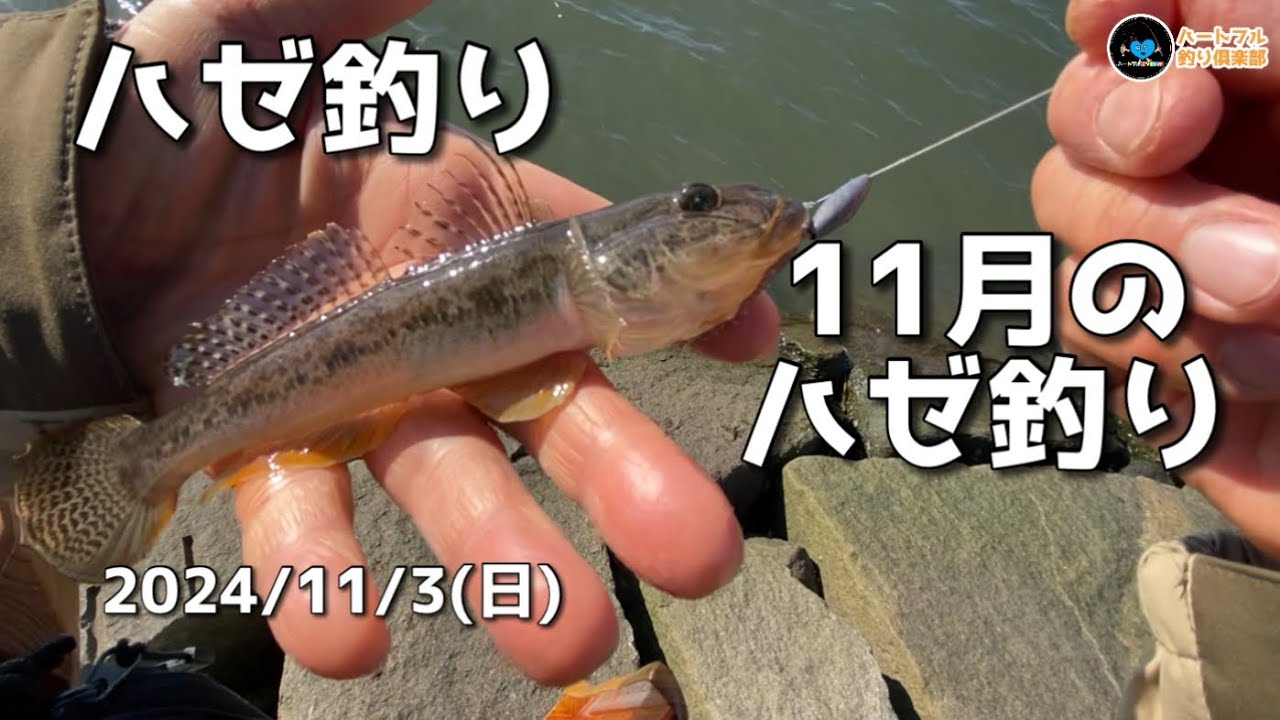 【ハゼ釣り】 11月のハゼ釣り  2024年11月3日
