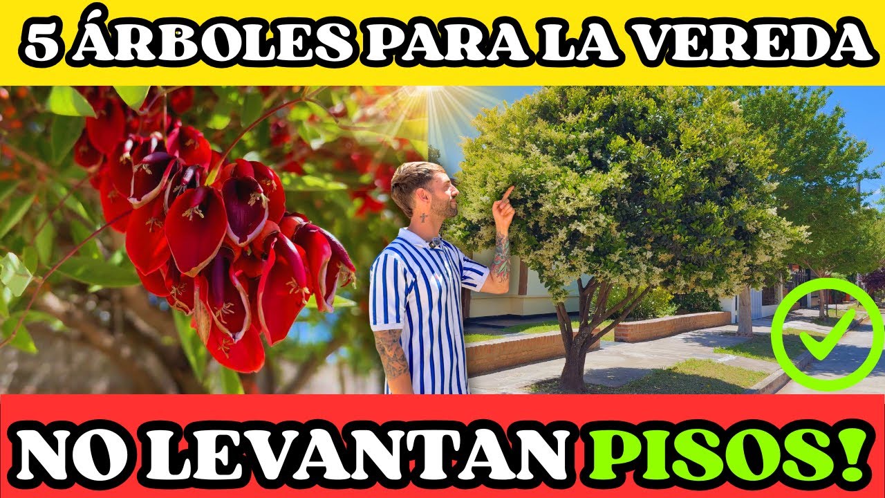 5 &Aacute;rboles que NO Levantan Veredas ni Pisos! Ideal  Frentes de Casa