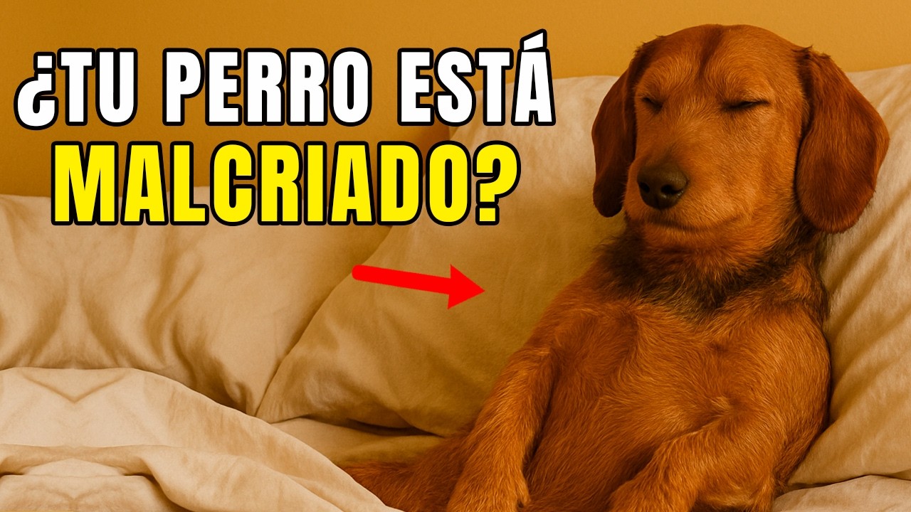 Esto DEMUESTRA si tienes un perro MALCRIADO, no lo ignores