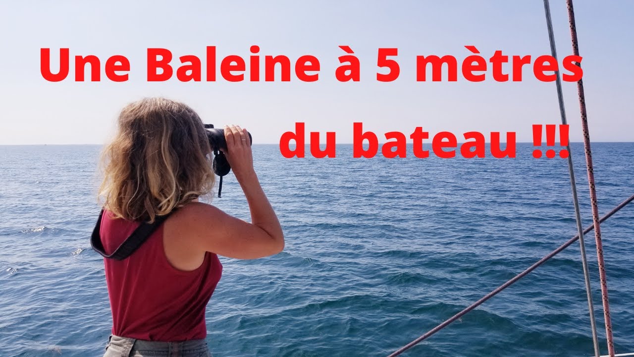 OBSERVER LES BALEINES ET AUTRES CETACES  - La bibliothèque du voilier Nomade # 9