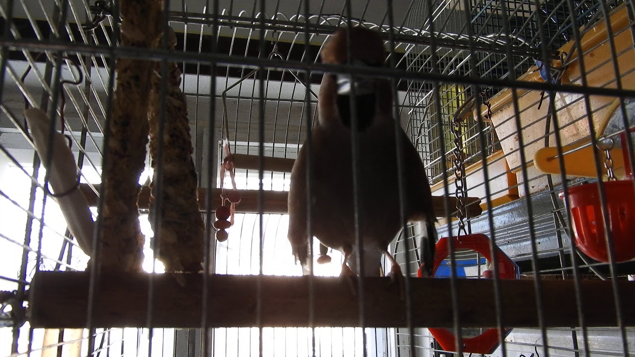 Rescued bird - Hawfinch male courtship singing 2.
