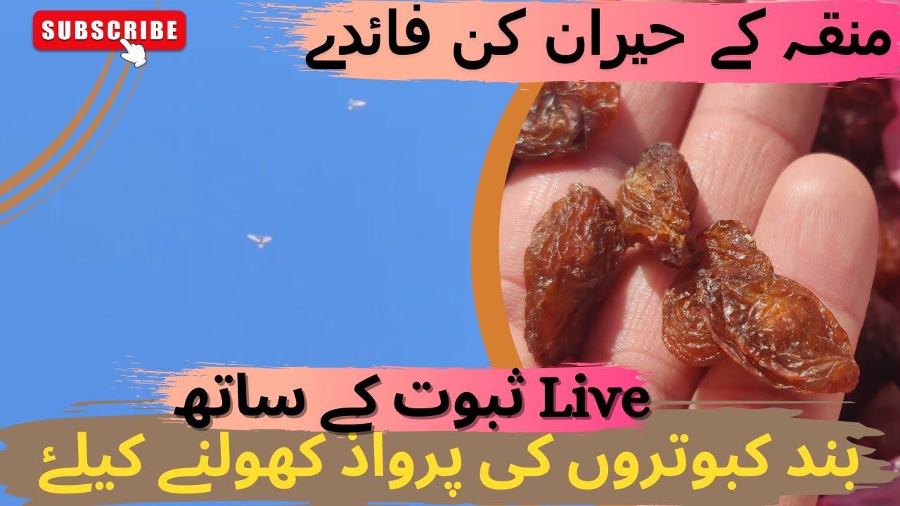 Munakka k heraan kun faiday | munakkay ka kabotero ma istemaal👍
