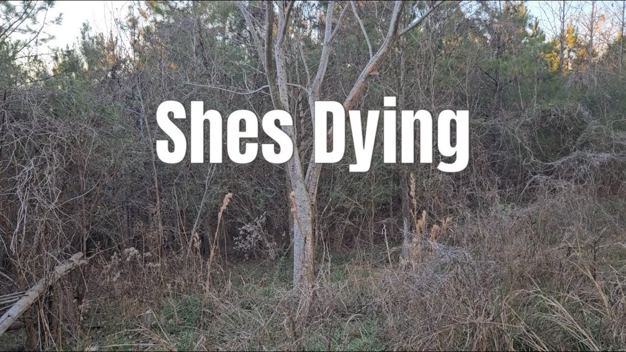 My favorite Mimosa tree is dying.