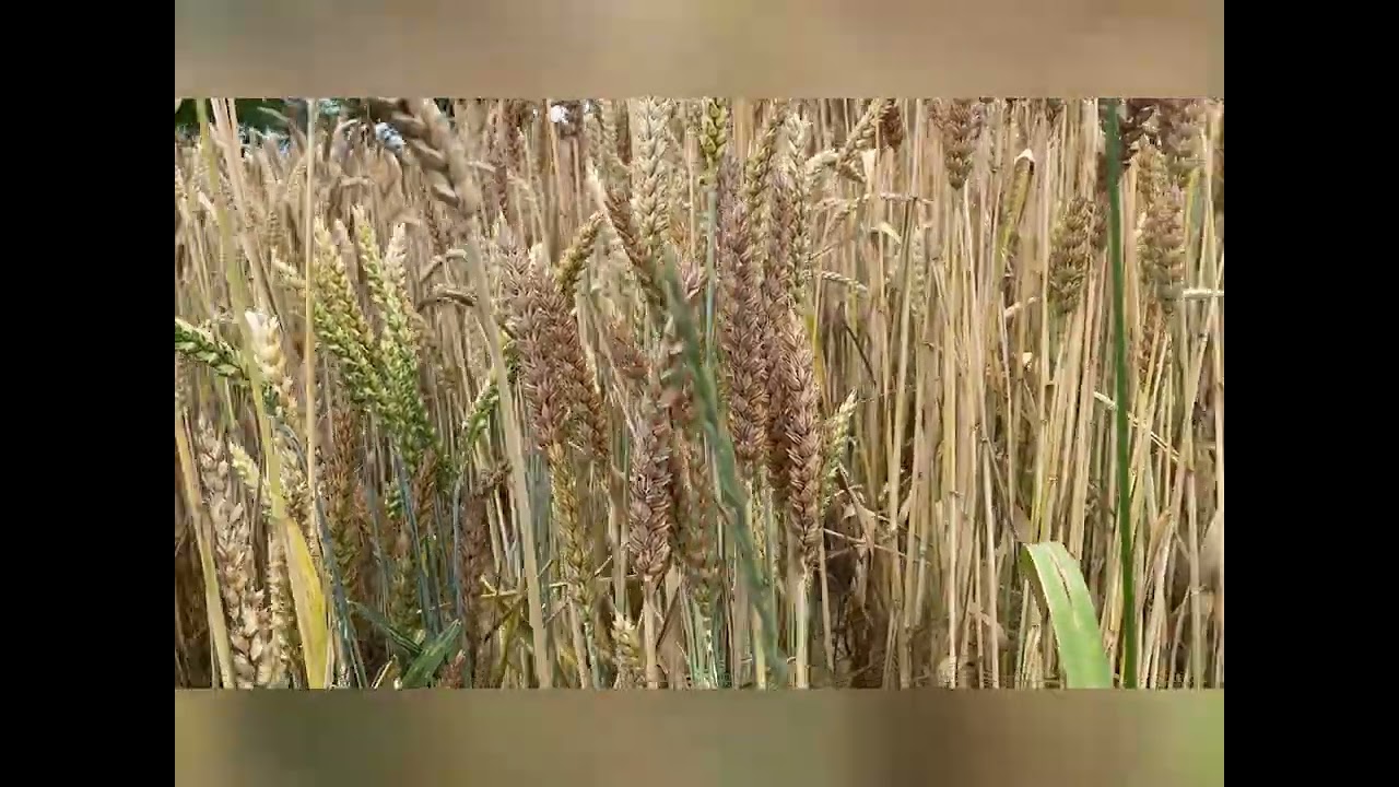 The breeder's eye - importance of visual selection in breeding