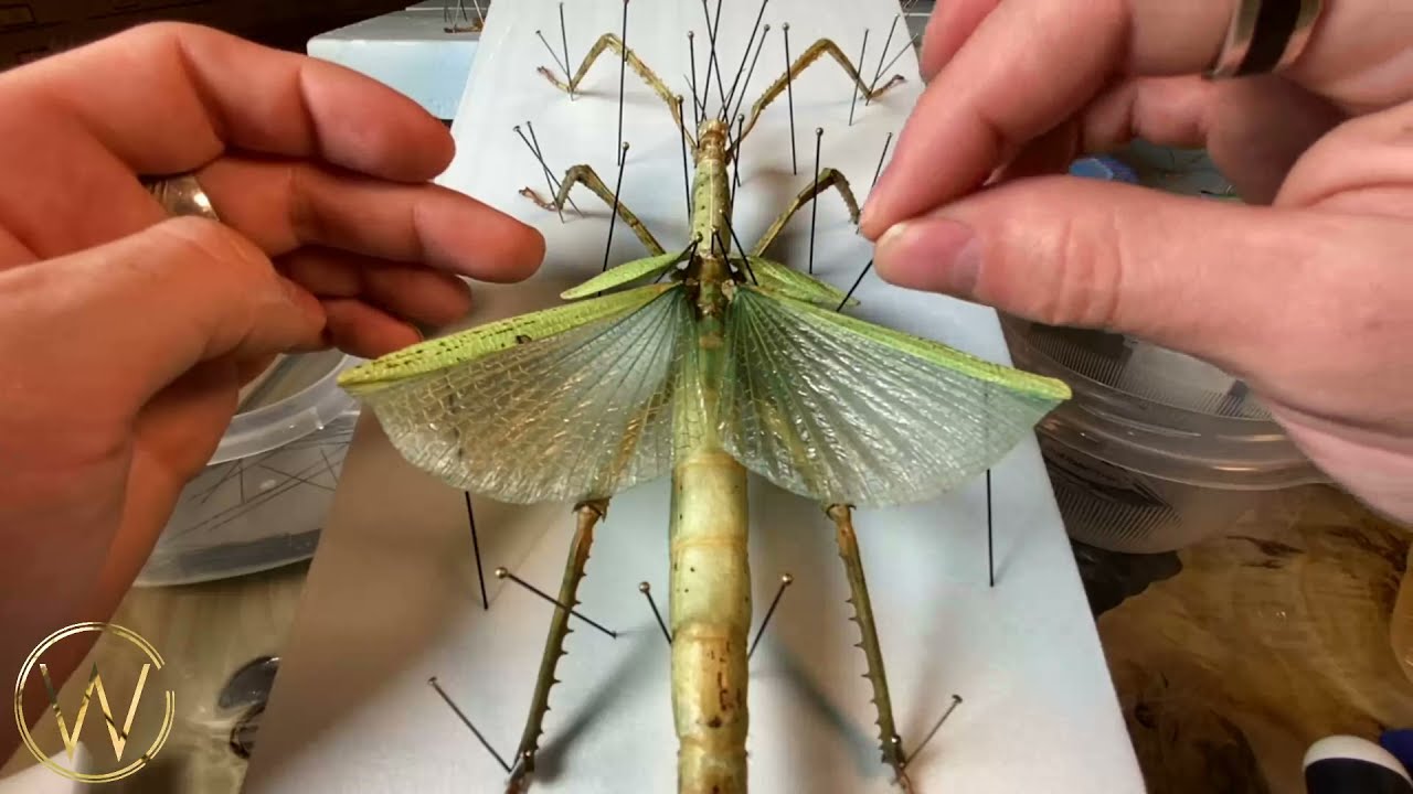 How to naturalize giant stick insect Eurycnema versirubra