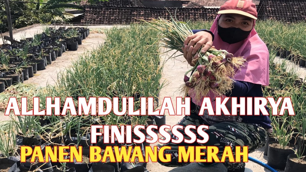panen bawang merah , di atas dak rumah kapasitas 1500 polybag