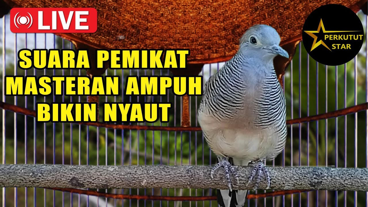 Perkutut Lokal Gacor - Suara Ampuh Untuk Mancing Bunyi