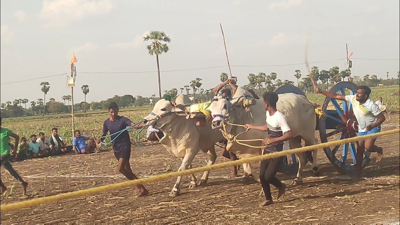 చాలా అందమైన బుల్ రేసింగ్ చాలా శక్తివంతమైన ఒంగోల్ బుల్స్