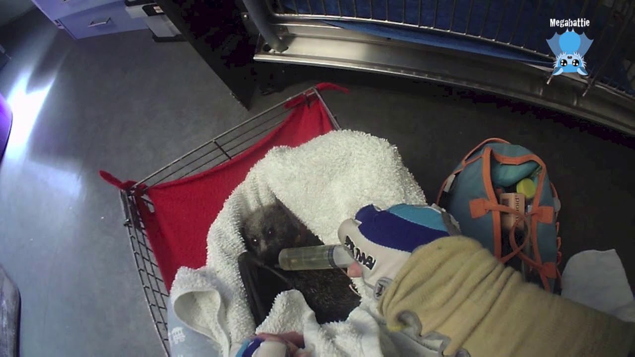 A bat who has been electrocuted:  this is  Sturdee