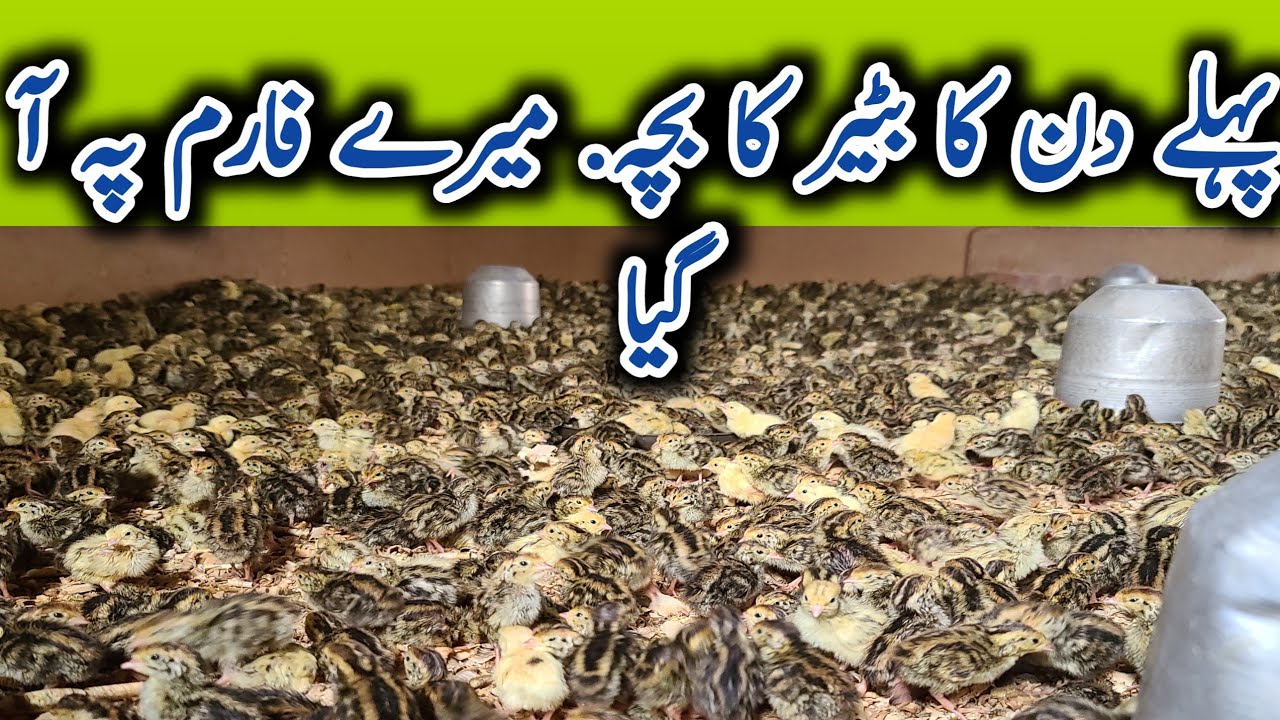aik din ka btair chicks mere farm py a gya | cute quail birds |