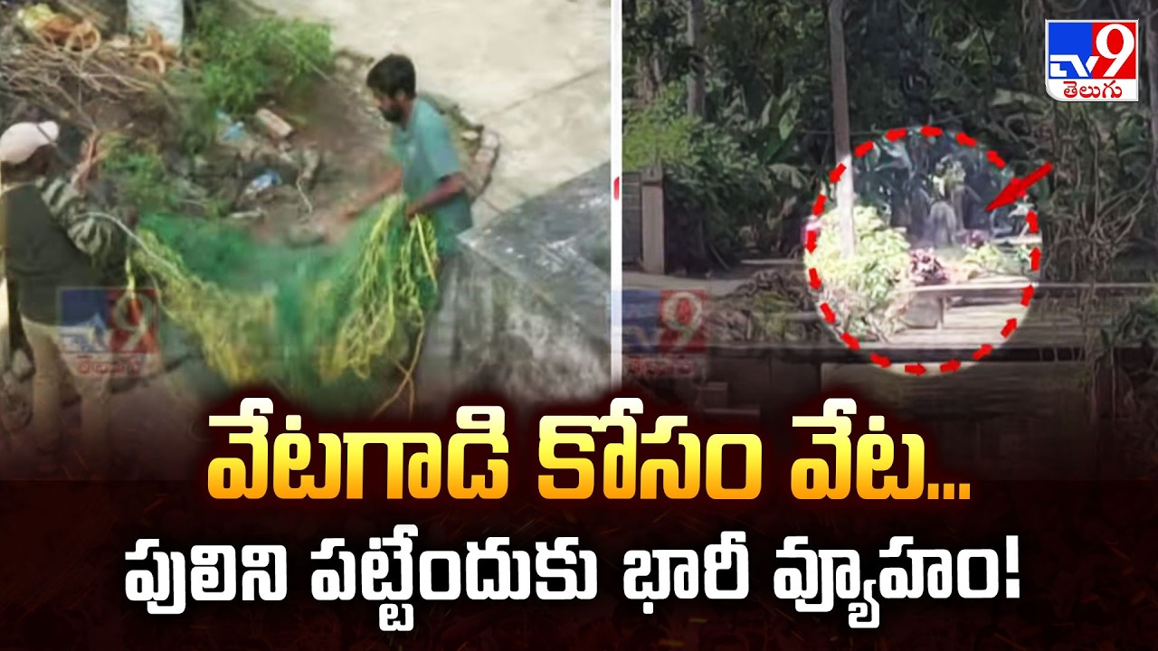 వేటగాడి కోసం వేట... పులిని పట్టేందుకు భారీ వ్యూహం! | East Godavari Tiger Updates - TV9