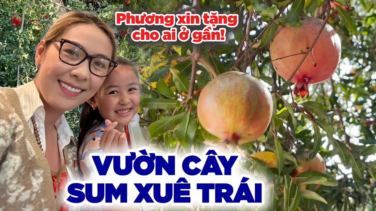 Nhà mới cây trái sum suê - Vườn cây Đức Tiến hồi sinh, Phương xin tặng trái ngọt cho người ở gần.
