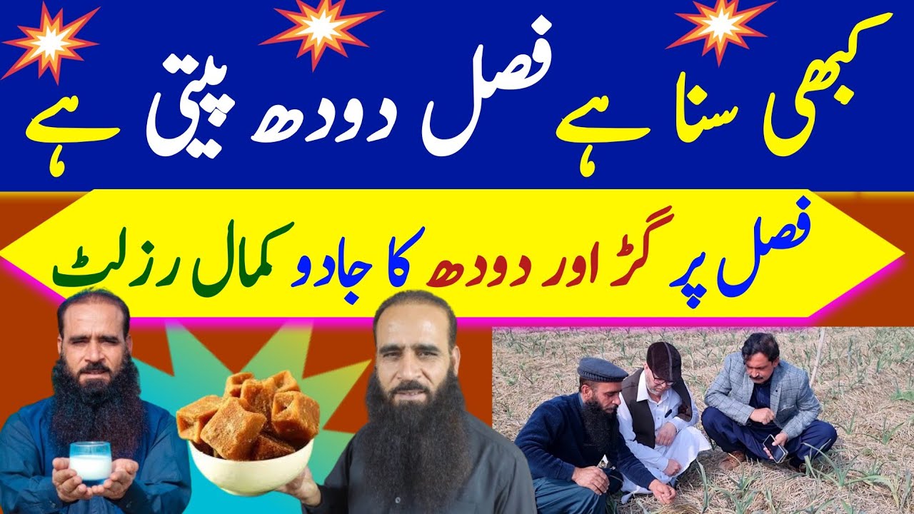pest control | turmeric powder | organic farming |@ATCOrganic
