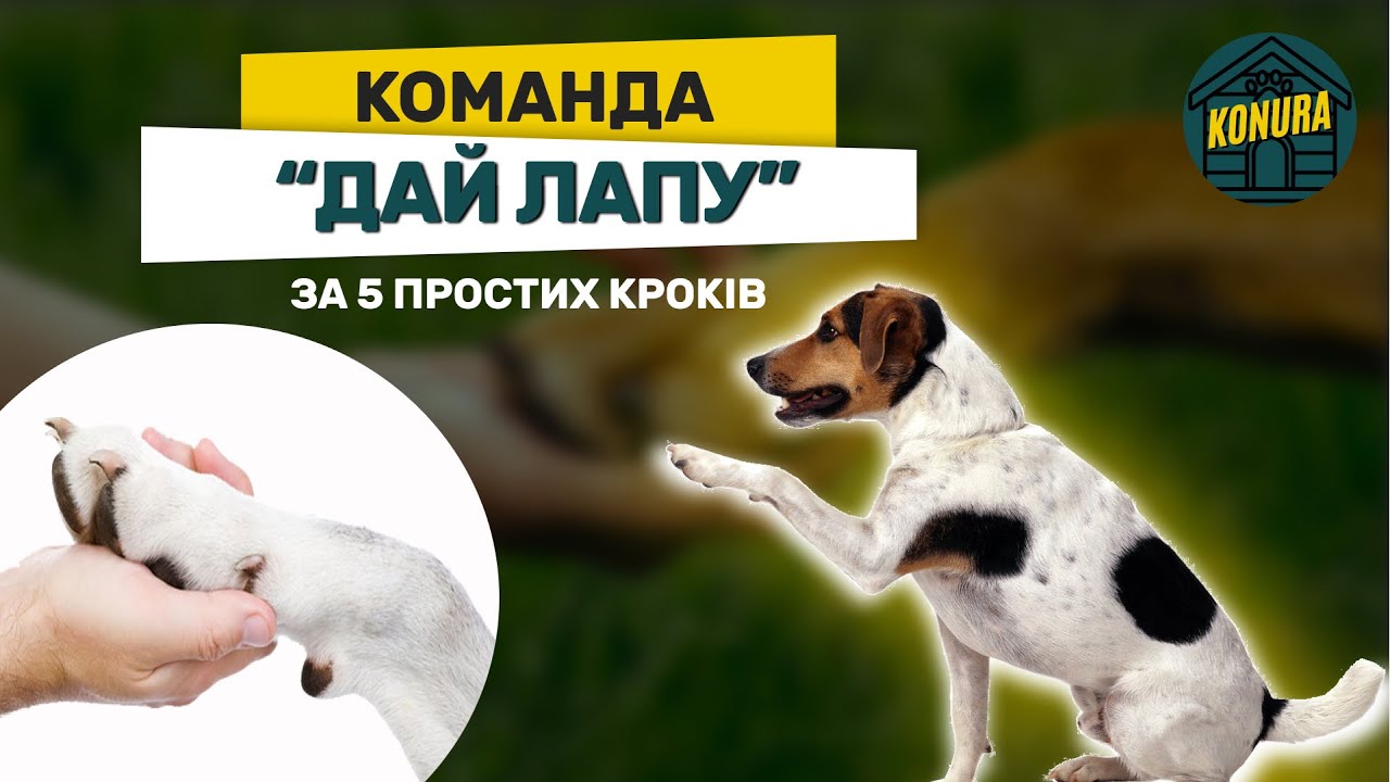 Як навчити собаку давати лапу за 5 простих кроків
