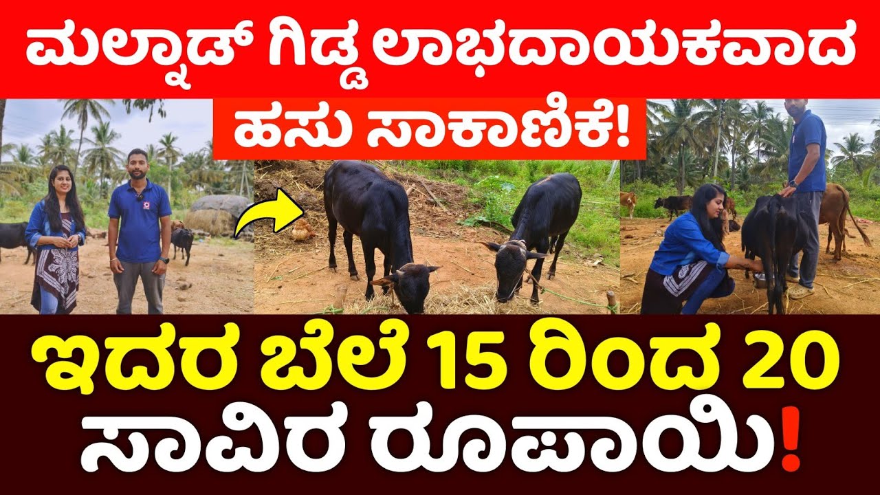 ಬ್ಯಾಂಕ್ ಉದ್ಯೋಗಿಯಿಂದ ಮಲ್ನಾಡು ಗಿಡ್ಡ ತಳಿಯ ಅಭಿವೃದ್ಧಿ ಇದರ ಬೆಲೆ 15 ರಿಂದ 20 ಸಾವಿರ ರೂಪಾಯಿ👉ಲಾಭದಾಯಕ ಸಾಕಾಣಿಕೆ ?