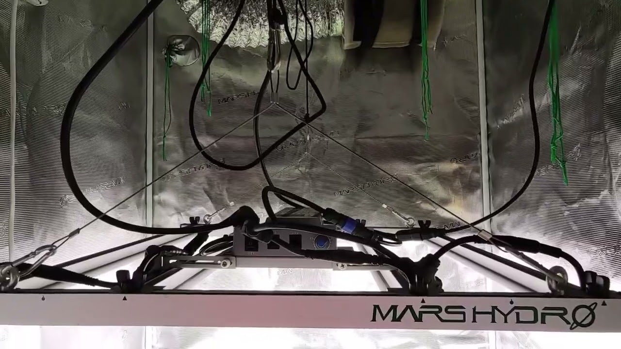 [MarsHydro][Plagron] Cultivo SCROG + MultiStrain - Cap 10