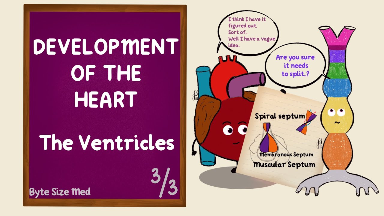 Development of the Ventricles | Spiral Septum | Development of the Heart | Part 3/3 | Embryology
