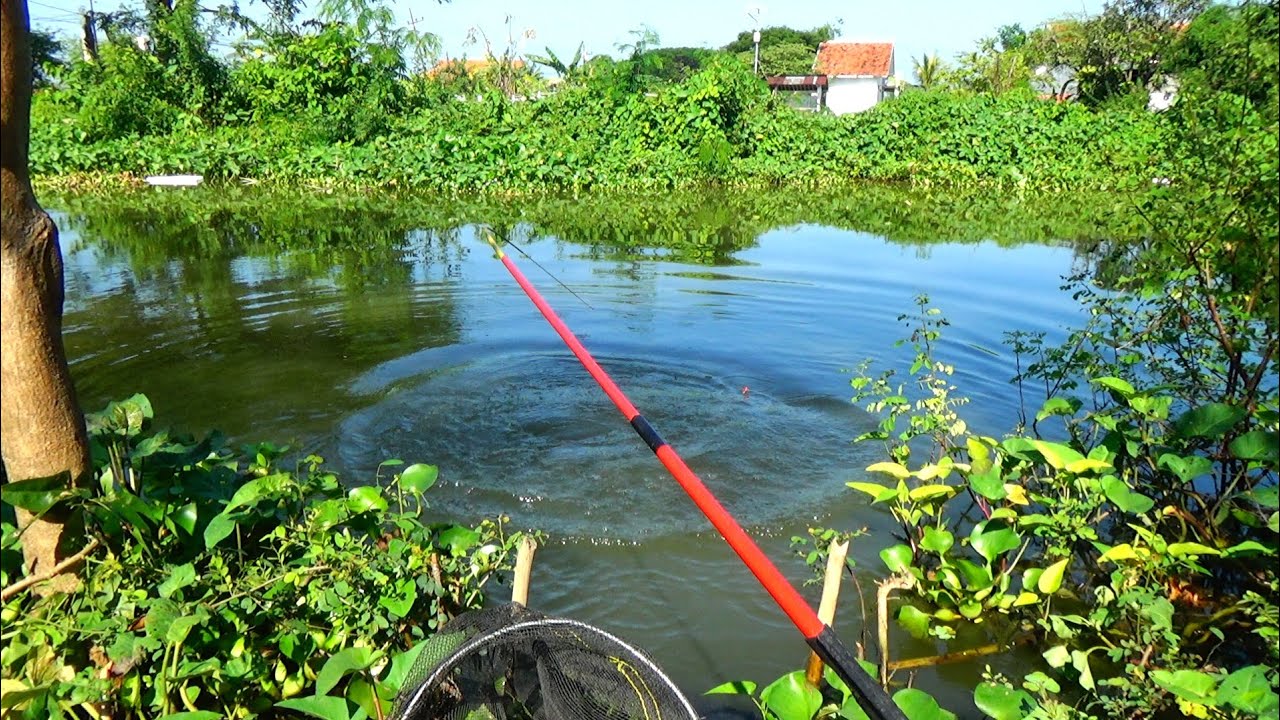 Ini rezeki nomplok,, Mancing disungai kecil di samping SELEP PADI malah dapat ikan mas sebesar ini 