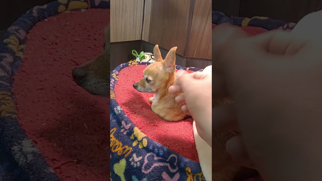 Cuidados diarios que transforman la vida de tu chihuahua
