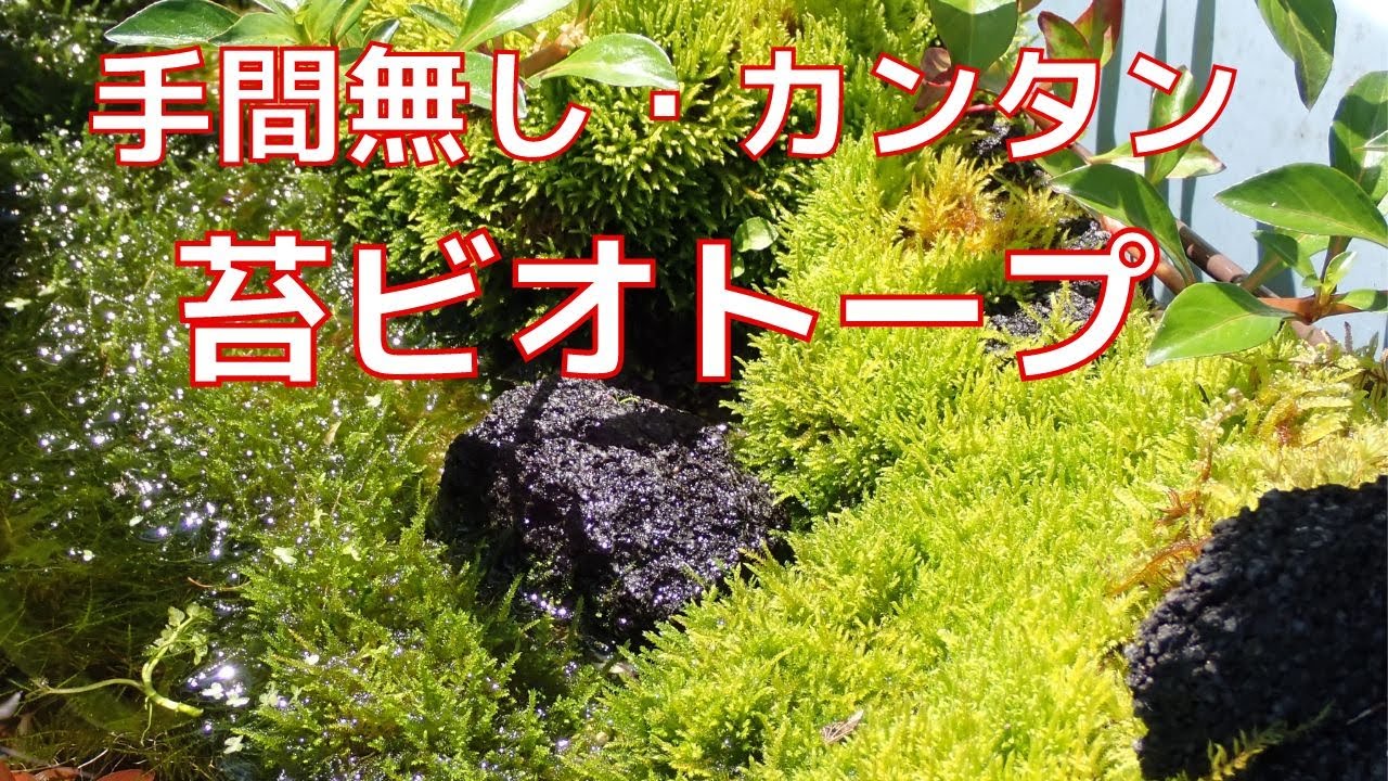 苔ビオトープ、ウィローモスで手間なく簡単に作れました