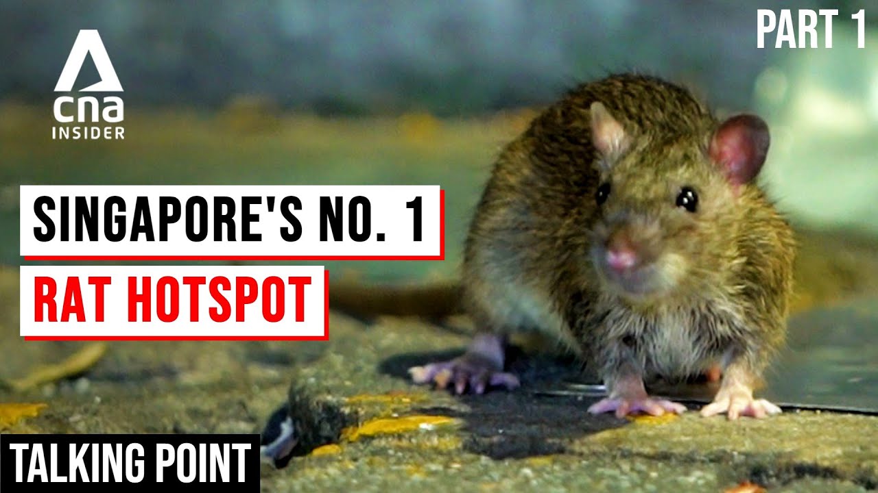 Singapore's Rat Problem: Why Are They So Hard To Exterminate? | Talking Point | Full Episode