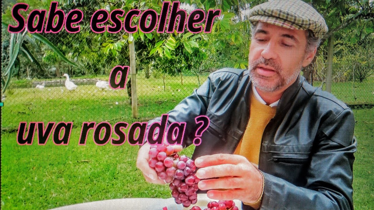 Uva Benitaka e Niágara Rosada