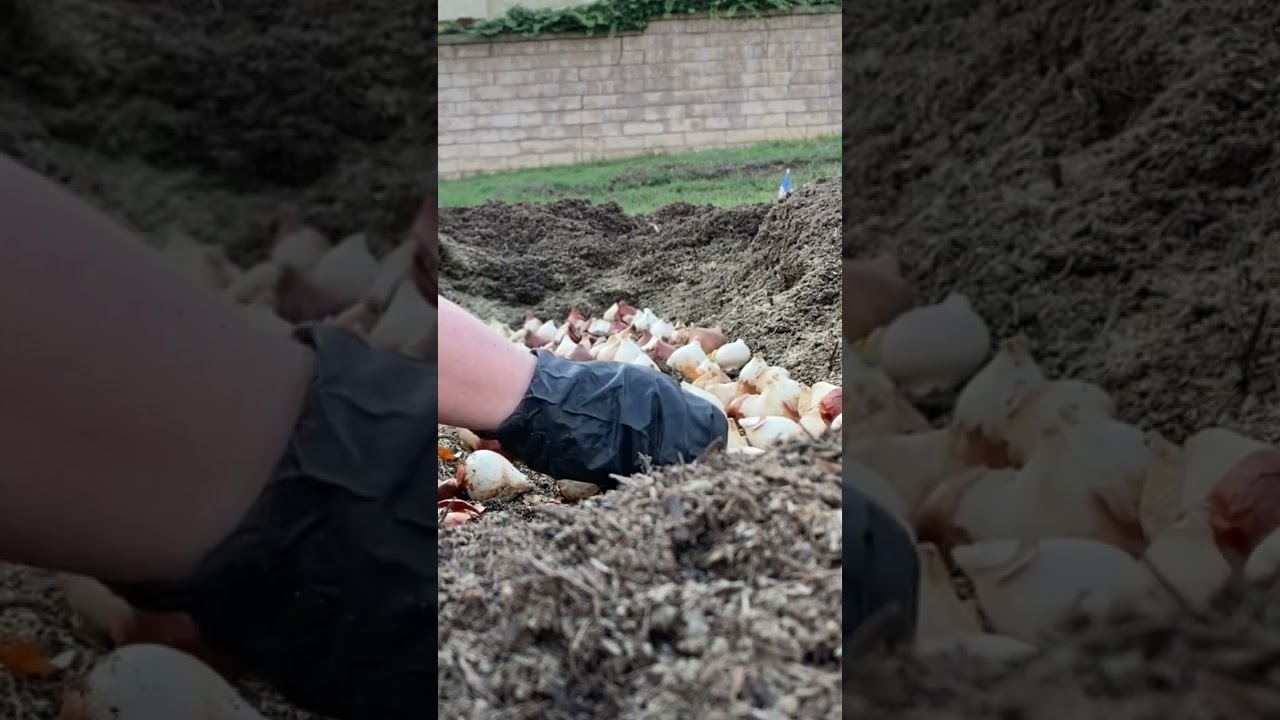 You can plant tulips in a warm climate? Yes you can! #gardening #cutflowers #flowerfarming #tulips