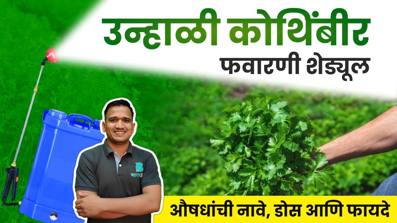 उन्हाळी कोथिंबीर फवारणी नियोजन | kothimbir favarni in marathi | coriander farming in maharashtra 💯✅