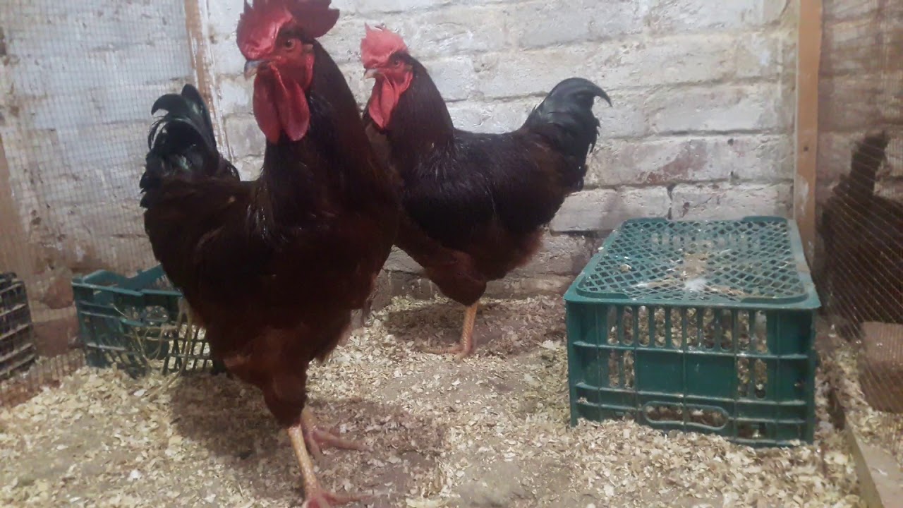 RiR ,RiR Heritage,Rhoad island red