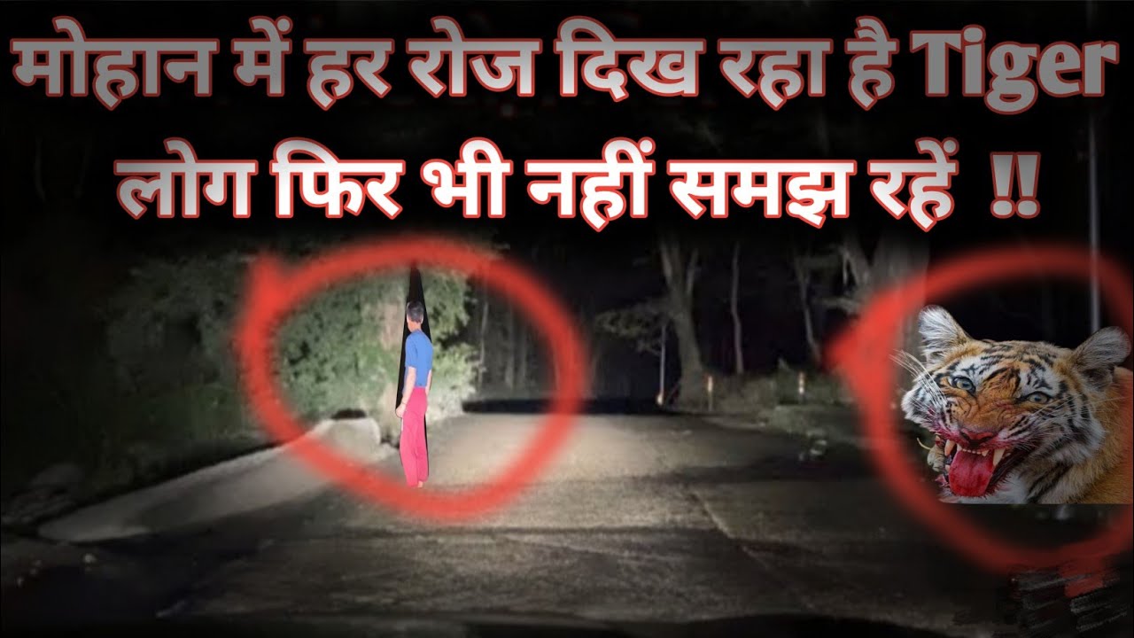 Jim Corbett Forest Night Drive | Jim Corbett Maneater Tiger Territory | Mohaan | Sunderkhal #tiger