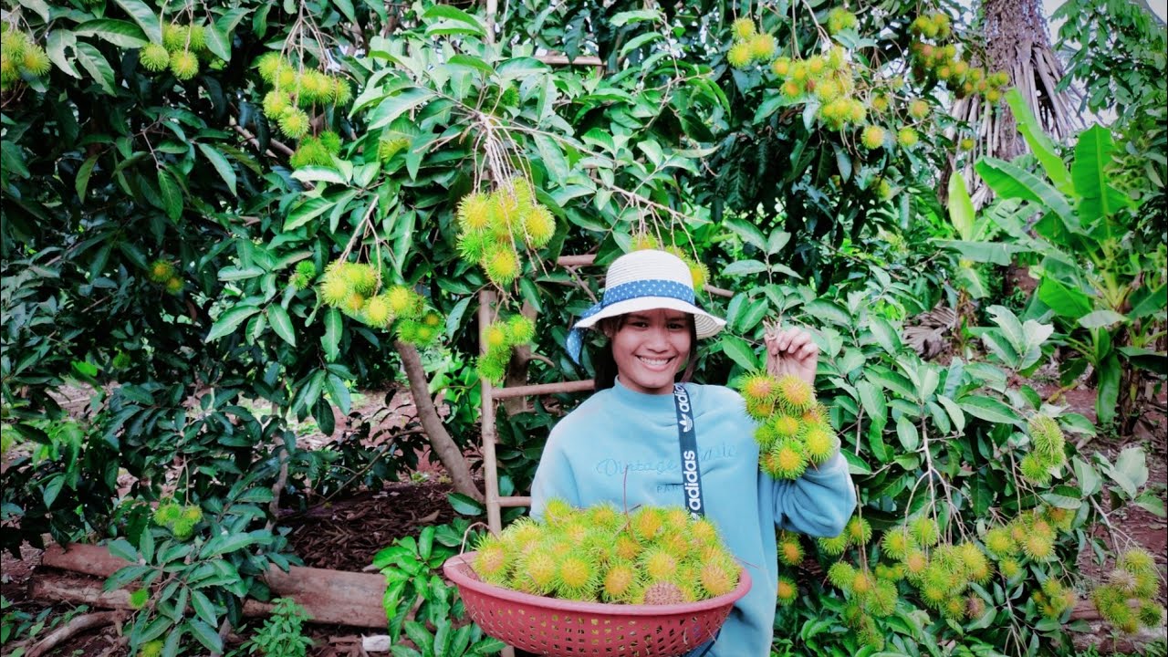 My grandma's Rambutan Farm | Collect Rambutan fruits
