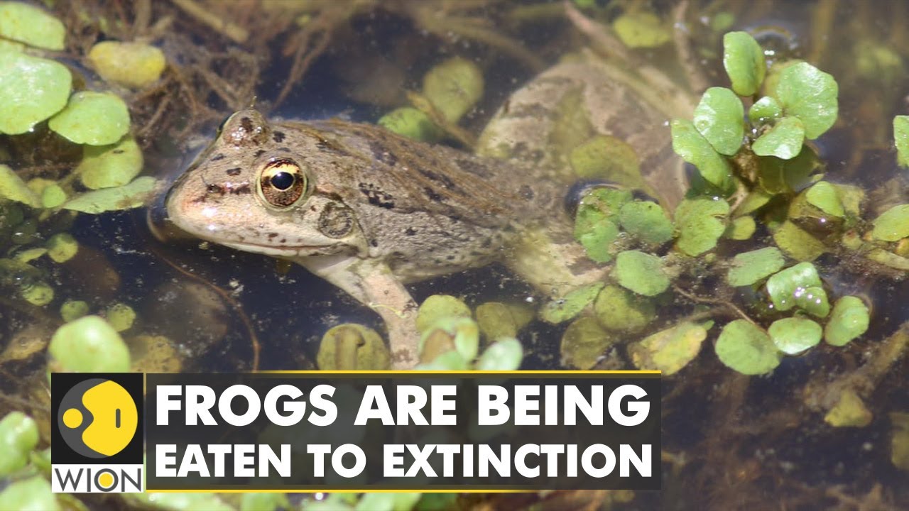 Europe's voracious appetite for frogs: Human consumption is threatening frog extinction | WION