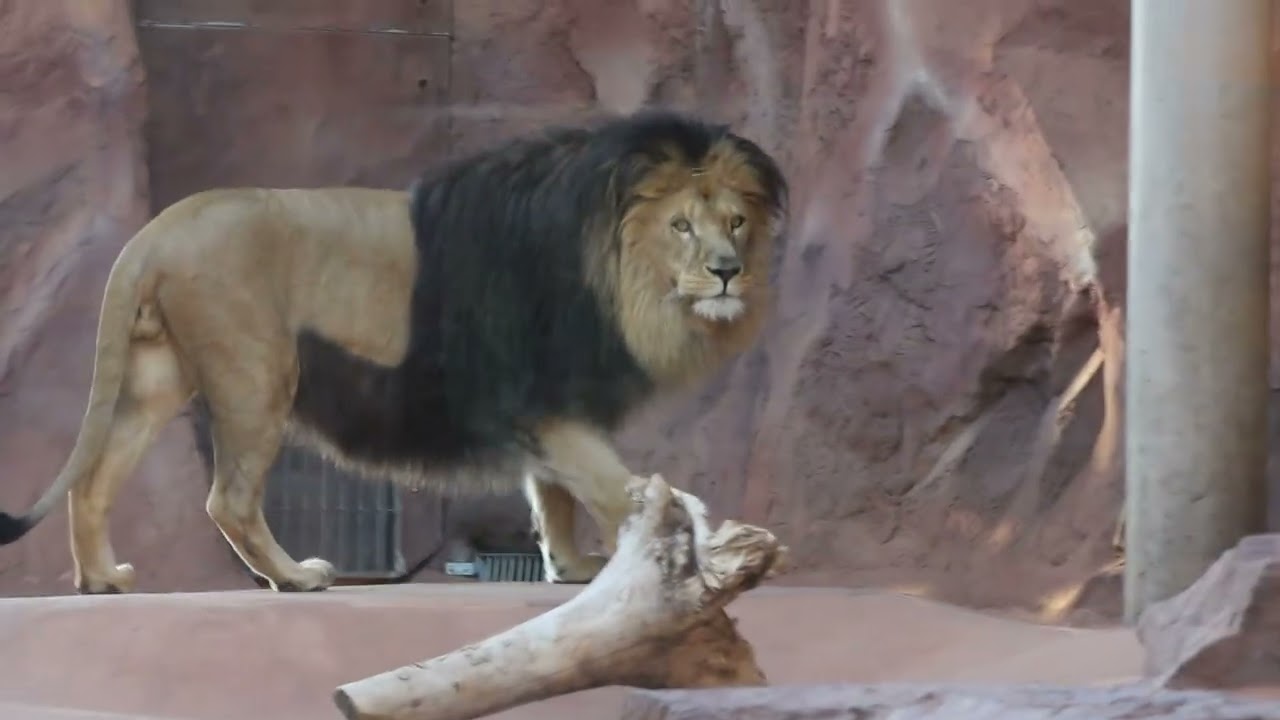 Hyänen - Löwe - Geparden im Erfurter Zoopark