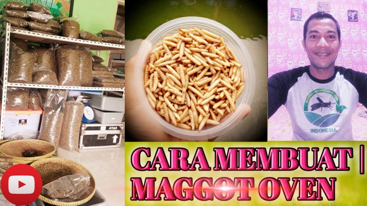 CARA MEMBUAT | MAGGOT OVEN