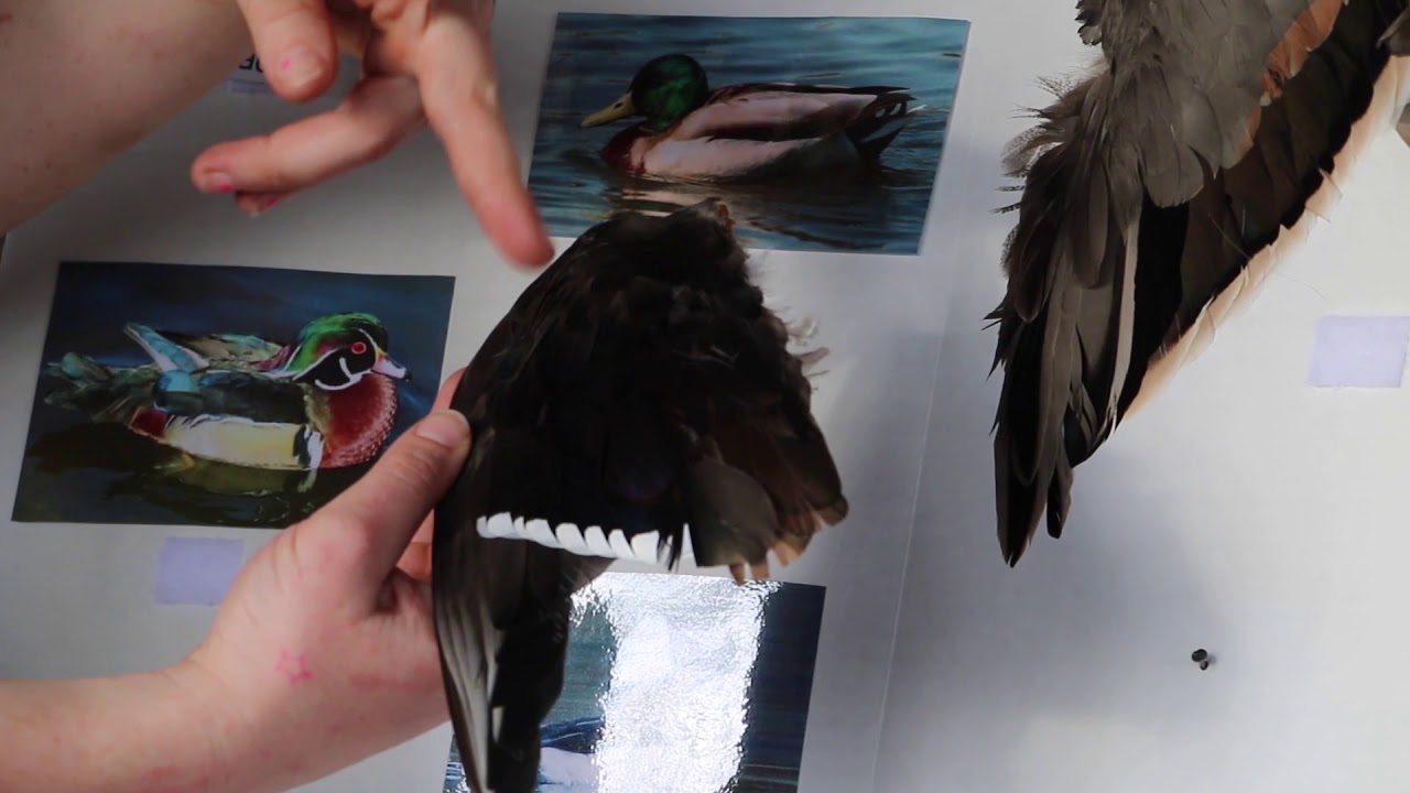 Duck Wing Identification