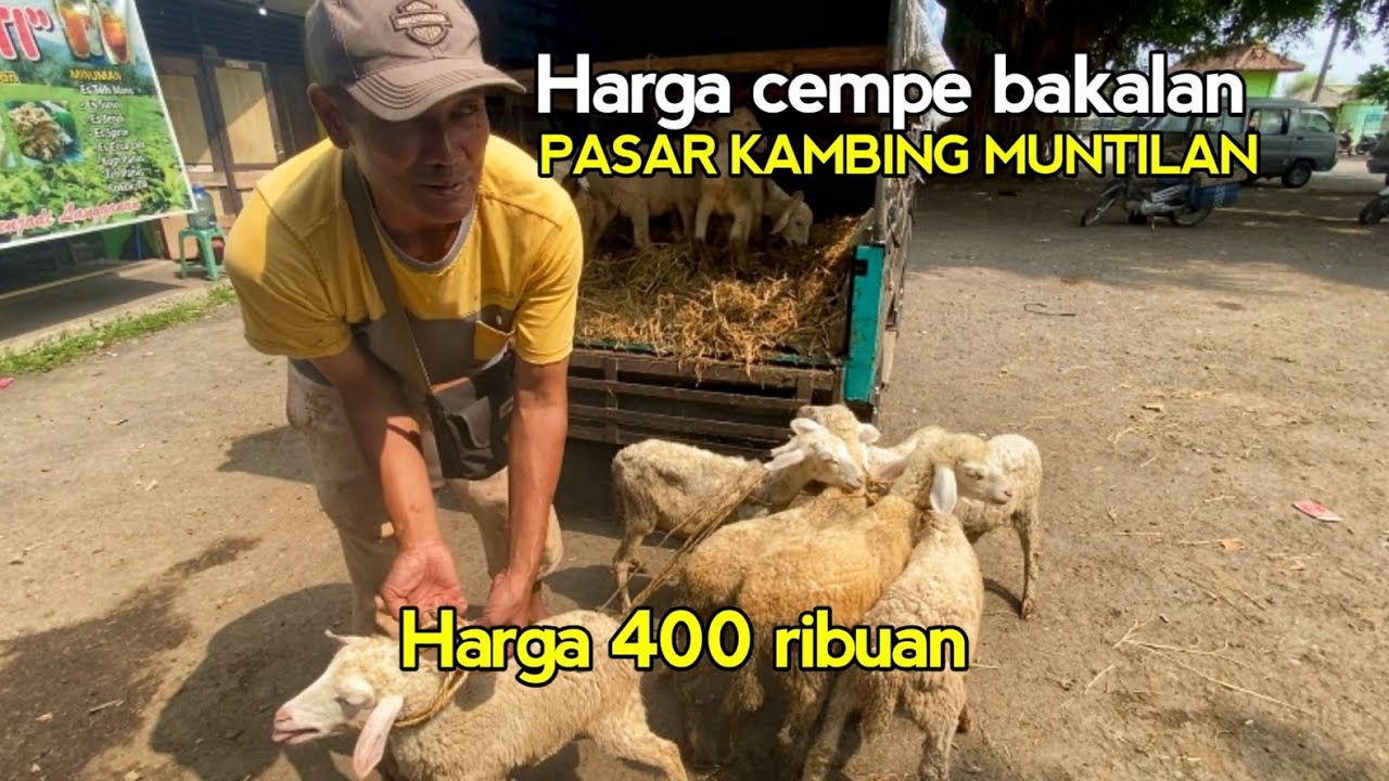 Cek Harga Cempe Bakalan Anakan Kambing Domba Jantan Betina Pasar Hewan Muntilan Magelang Terbaru
